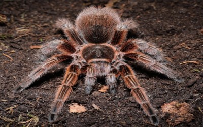 grammostola rosea RCF female 8-9 cm tarantula